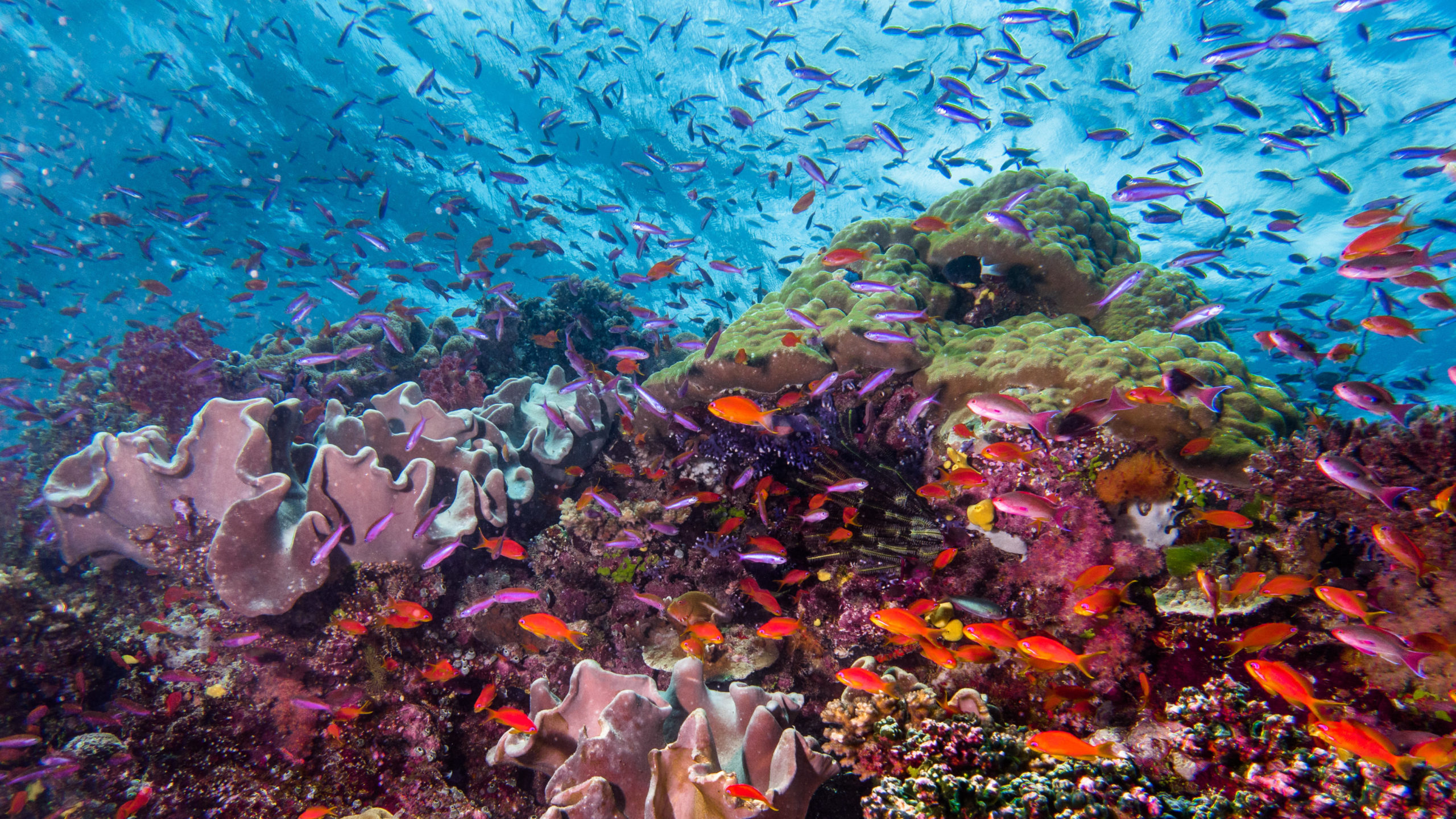 84% of the world’s coral reefs hit by worst bleaching event on record